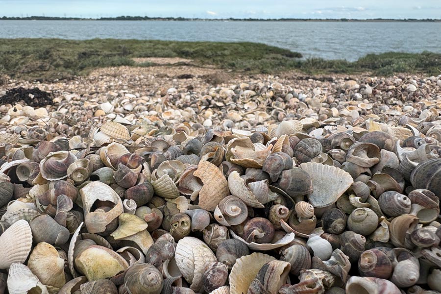 shells