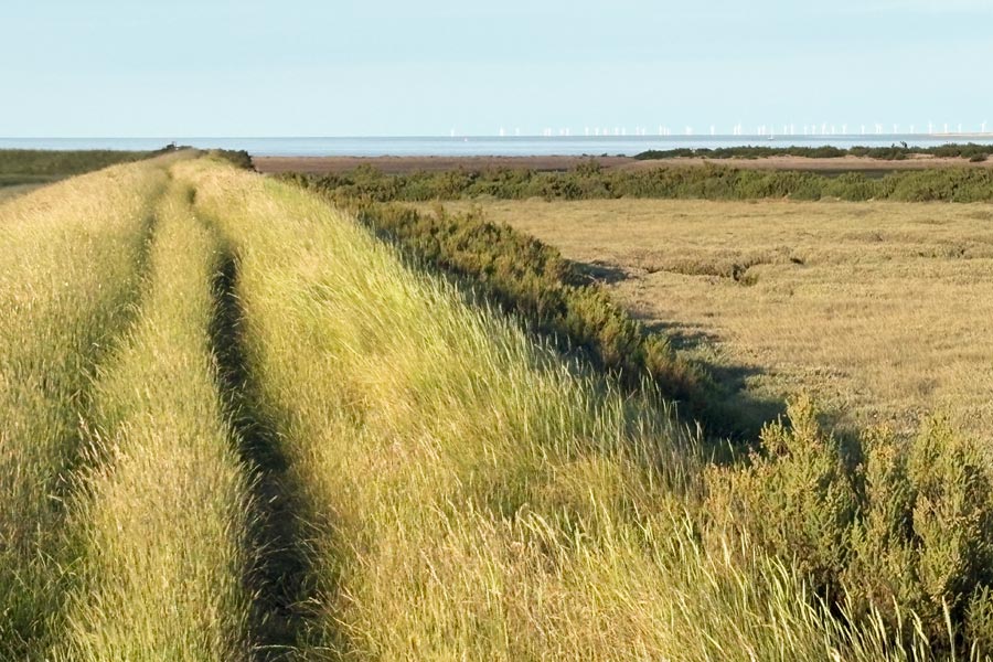 long grass