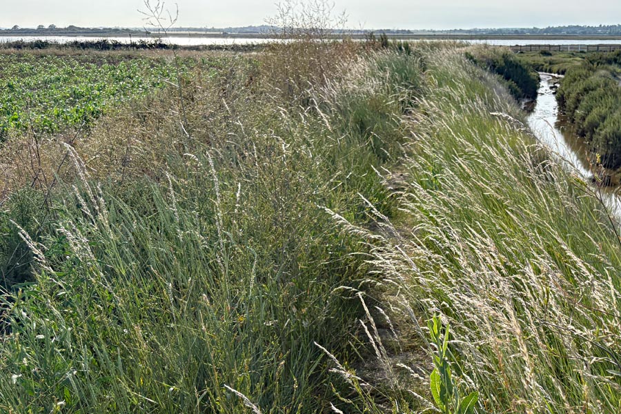 long grass