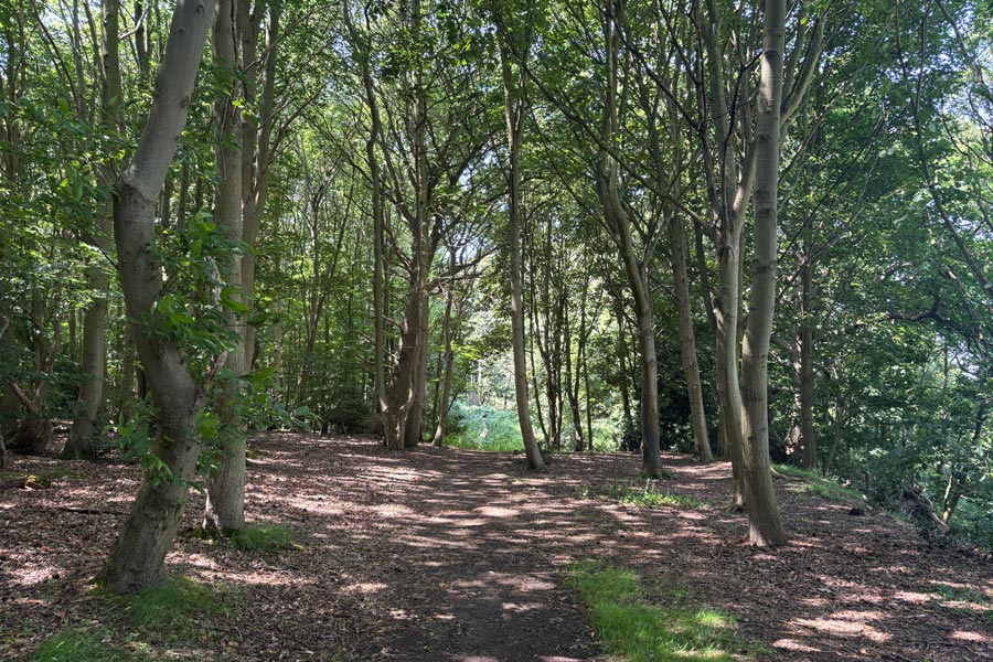 Woods